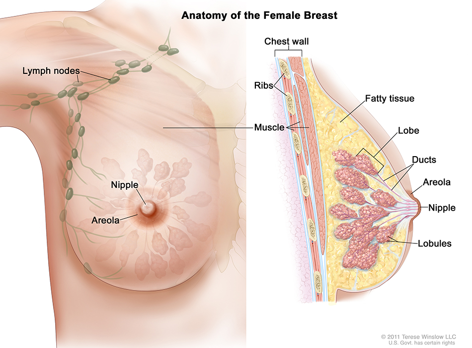 Ilustración médica de la anatomía del seno