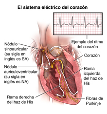 TestCorte transversal del corazón que muestra las vías de conducción eléctrica y el ritmo normal del corazón